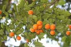 Citrofortunella mitis